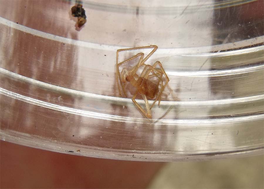 Nesticus eremita ?....Nesticus sp.